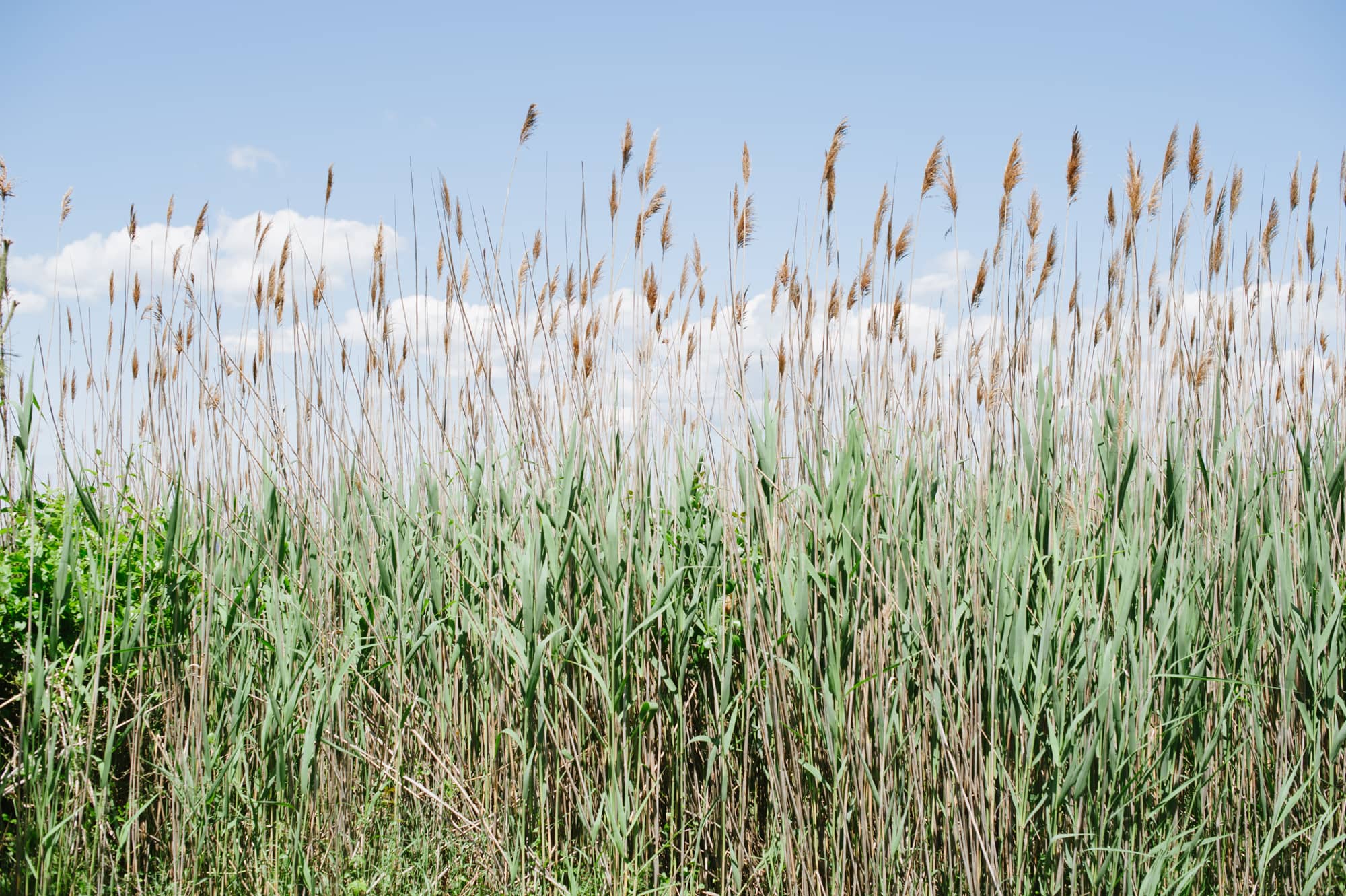 Fire Island Wedding, Gay Marriage, NYC Wedding Photographer